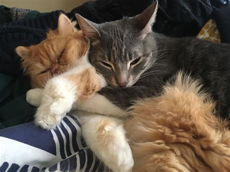 cats and the cradle and the silver spoon 3