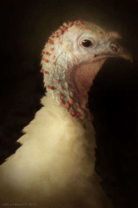 Domestic Birds on Behance
