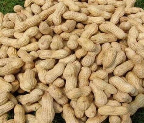 Groundnut 75cl | FoodLocker - Your Online Food Store
