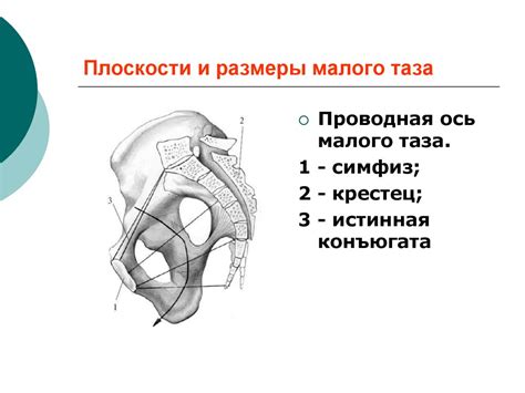 Организация акушерской помощи. Клиническая анатомия и физиология ...