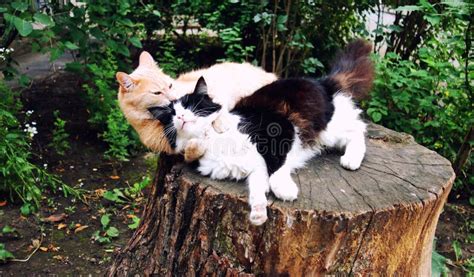 Cuddling cats stock image. Image of sleeping, sweet, fire - 55530281