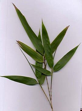Bamboo - Wikipedia
