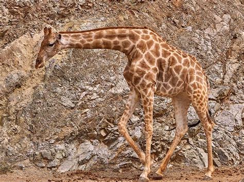 Angolan Giraffe | Selwo Aventura