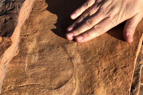 ediacaran fossils flinders ranges flinders ranges ediacara foundation