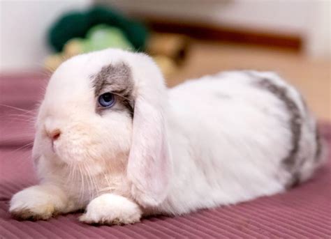 What Is The Mini Lop Bunny Factory Buy | 7starsmall.com