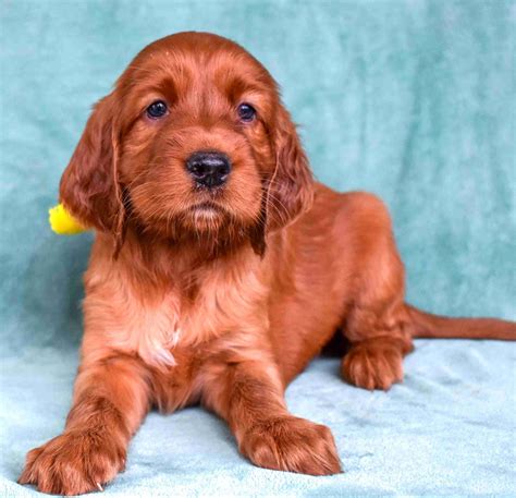 Chad And Michelle Amsler - Irish Setter Puppies For Sale In Macedon, NY