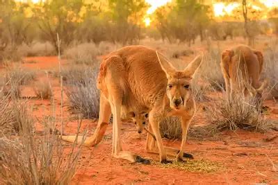 Red Kangaroo: All Facts - Lucky Kangaroos