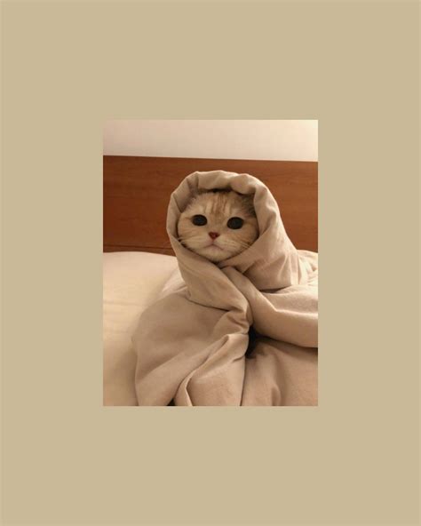 cute cat wallpaper for laptop 10