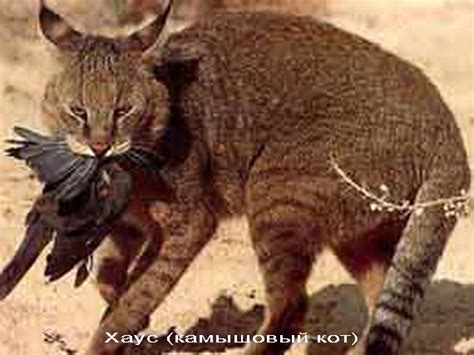 Дикие кошки: Камышовый кот (Felis chaus): masterok — LiveJournal