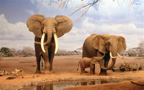 Animal Elephant HD Wallpapers - Wallpaper Cave