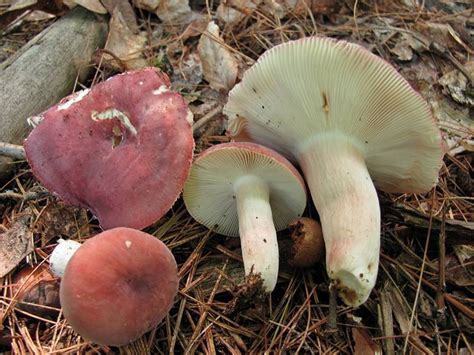 Світ грибів України » Russula amoena