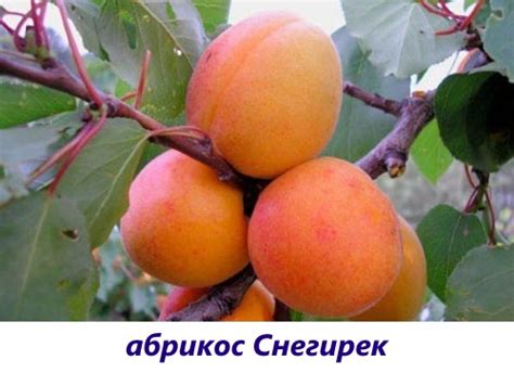 Абрикос Снегирек: описание сорта, фото, отзывы
