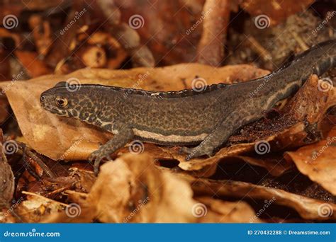 detailed closeup   male northern banded newt ommatotriton
