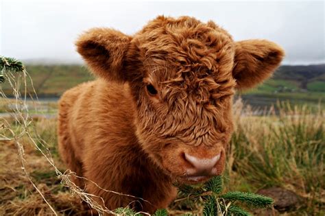 castiel-for-king:Fluffy baby cows - Tumblr Pics