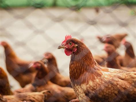 БНХАУ-д H3N8 шувууны ханиад хүнд халдварласан анхны тохиолдол ...