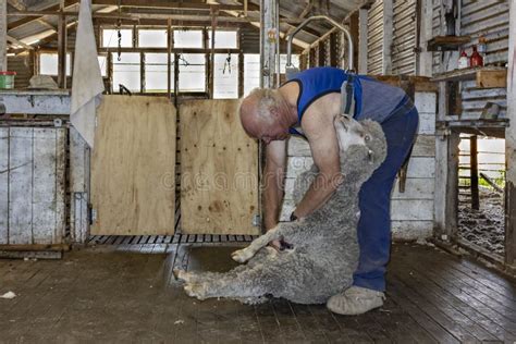 Shearing a Merino Sheep in Australia Editorial Stock Photo - Image of australia, animal: 183676388