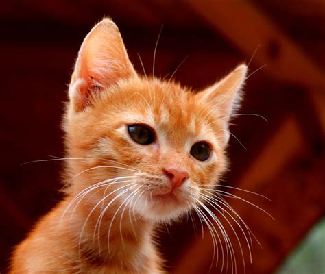 Cat Animal Domestic - Free photo on Pixabay - Pixabay