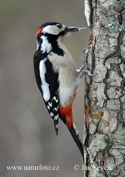 Dendrocopos major Pictures, Great Spotted Woodpecker Images, Nature ...