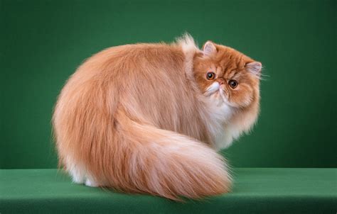 Персидские кошки рыжие - картинки и фото koshka.top