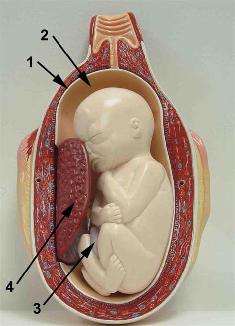 Fetus and Placenta #2 Diagram | Quizlet