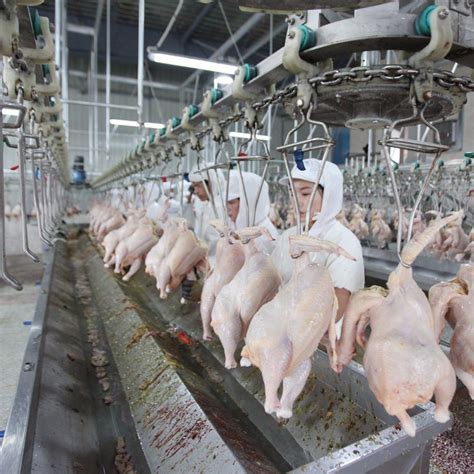 Professional Halal Chicken Slaughterhouse Slaughter Machine for Sale ...