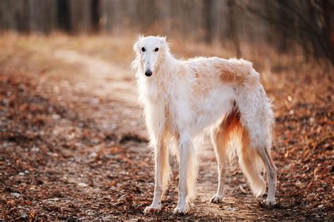 El galgo, ¡una raza con muchas variedades! | Hogarmania
