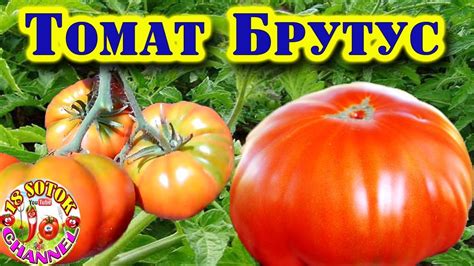 Томат Брутус - YouTube