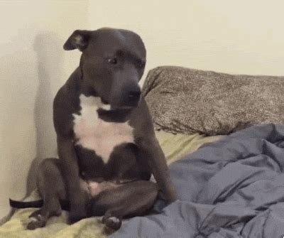 Tired Dog GIFs - Get the best GIF on GIPHY