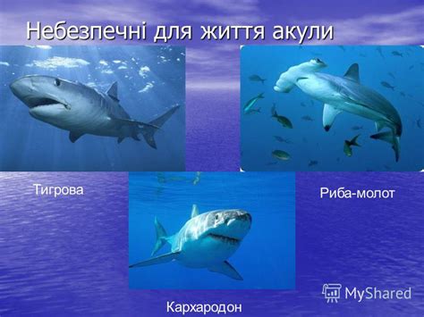 Презентация на тему: "Риби України Риби України Підготувала ...