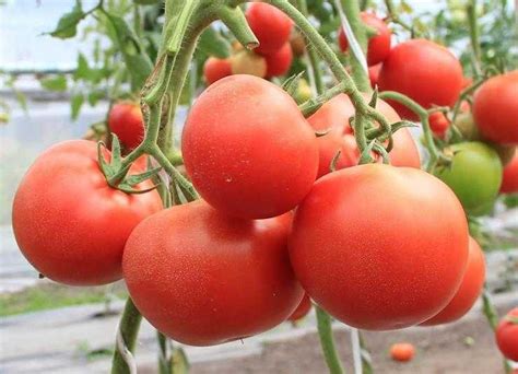 Томат фатима: характеристика и описание сорта, фото плодов и кустов, а ...
