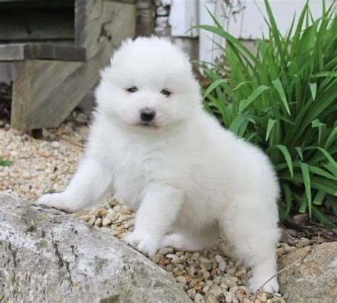 15 Best Samoyed Mixes: Which One Is An Excellent Choice?