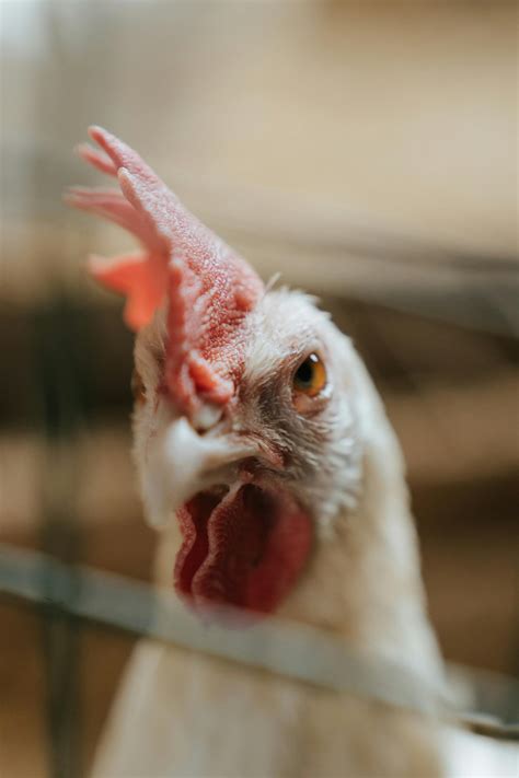 red  black rooster  close  photography  stock photo