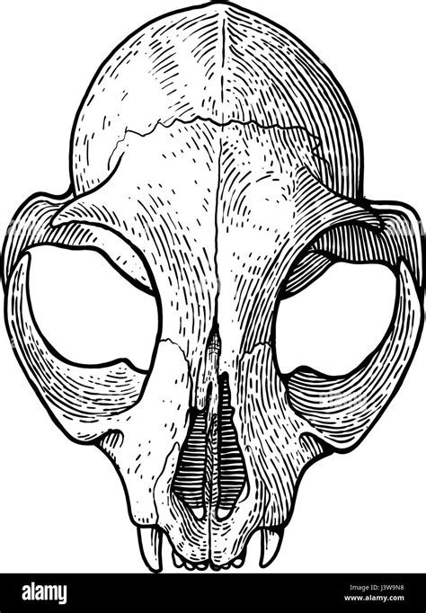 Cat skull illustration, drawing, engraving, ink, line art, vector Stock ...