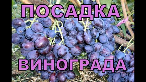 Посадка саженцев винограда - YouTube