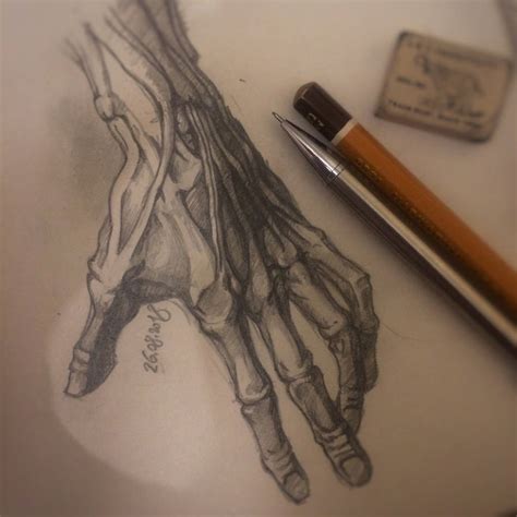 Anatomical hand drawing by KhajiitSawyer on DeviantArt