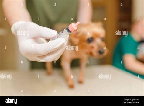 Yorkshire terrier dog at the veterinary doctor to receive anti vermin ...
