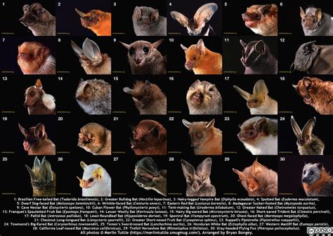 Bat Diversity Collage by Bryan Bongey | This is the Bat Dive… | Flickr