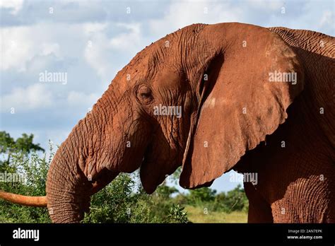 Landscape pictures from the National Park Tsavo East Tsavo West and ...