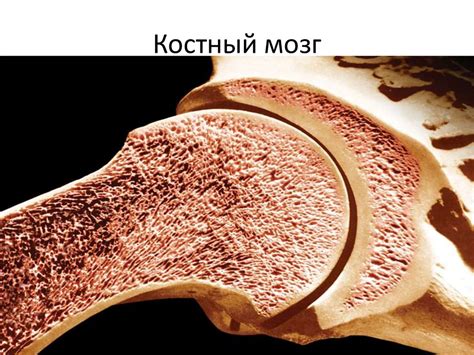 Что такое костный мозг у человека где находится фото