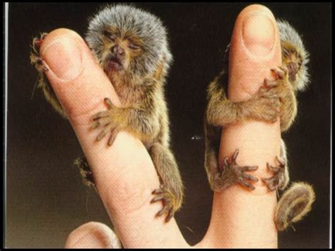 Карликовая игрунка (лат. Cebuella pygmaea) – Интересные животные