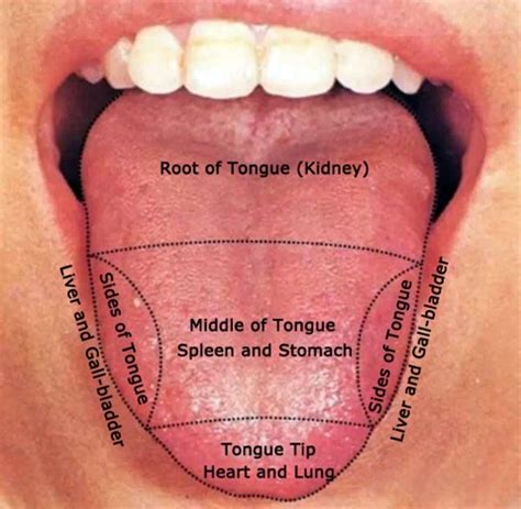 A Crash Course In Tongue Diagnosis | The Which Doctor