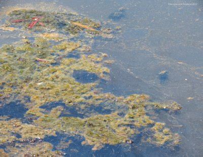 Eurasian Watermilfoil - Clean Lakes Alliance