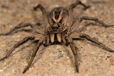 Wolf Spider vs. Tarantula: What Are the Differences? - A-Z Animals