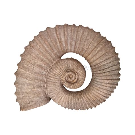 vintage shell fossil authentic provence