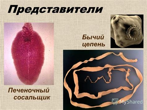 Презентация на тему: "Паразитические плоские черви. ??? Какие организмы ...