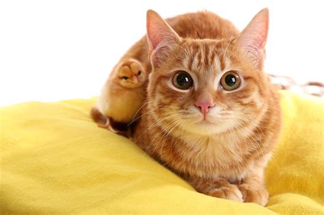Top 12 Yellow Cat Breeds You Should Know About
