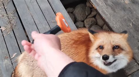 The Russian Owner Cleaned out The Fox, and his Answer was adorable ...