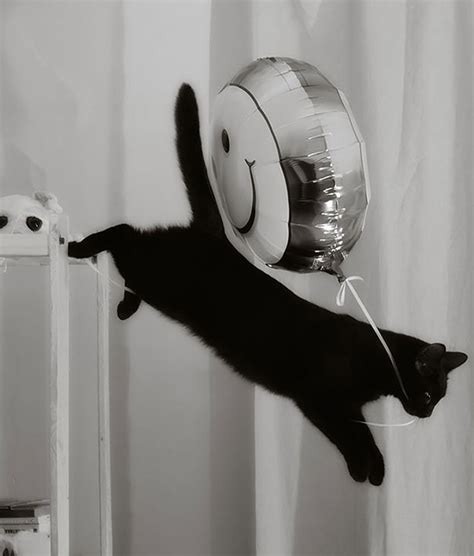 Котики, которых застали врасплох » BigPicture.ru