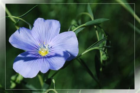 Лен цветы фото » DreemPics.com - картинки и рисунки на рабочий стол ...