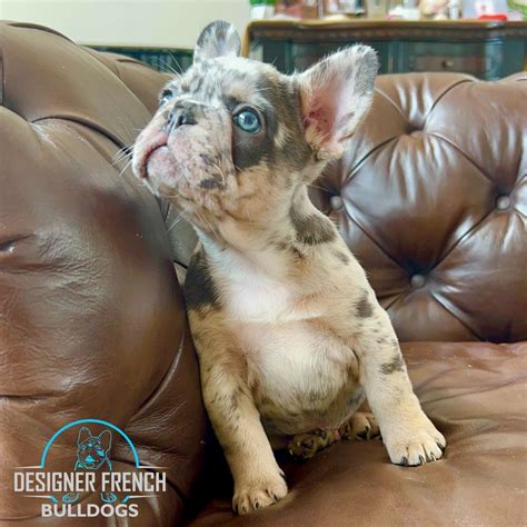 Merle French Bulldog Puppies for sale | Merle Frenchie Breeders